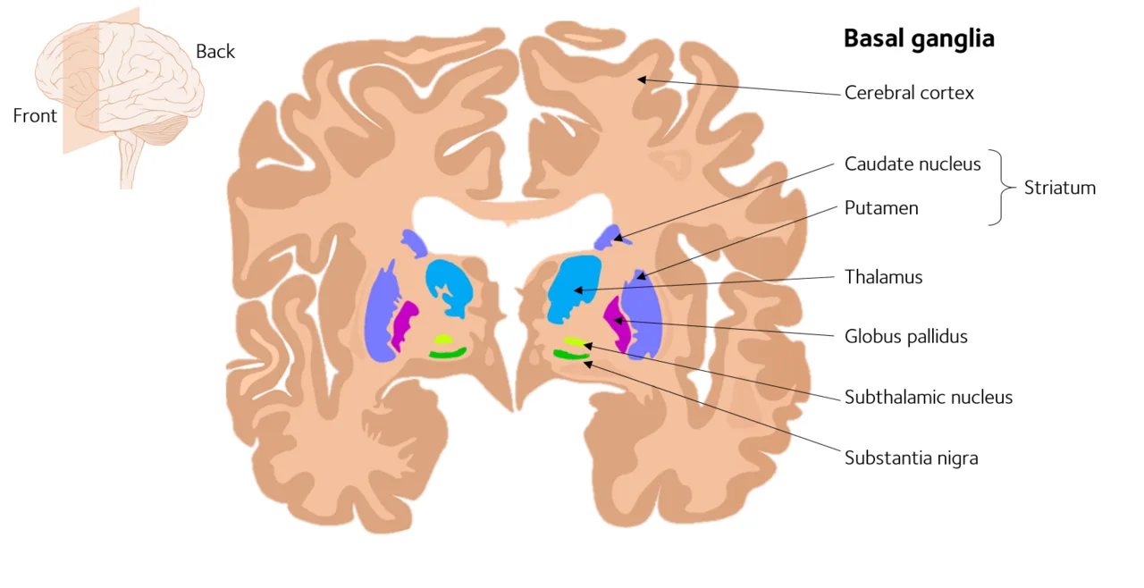 What Is the Basal Ganglia: Your Brain's Habit Machine