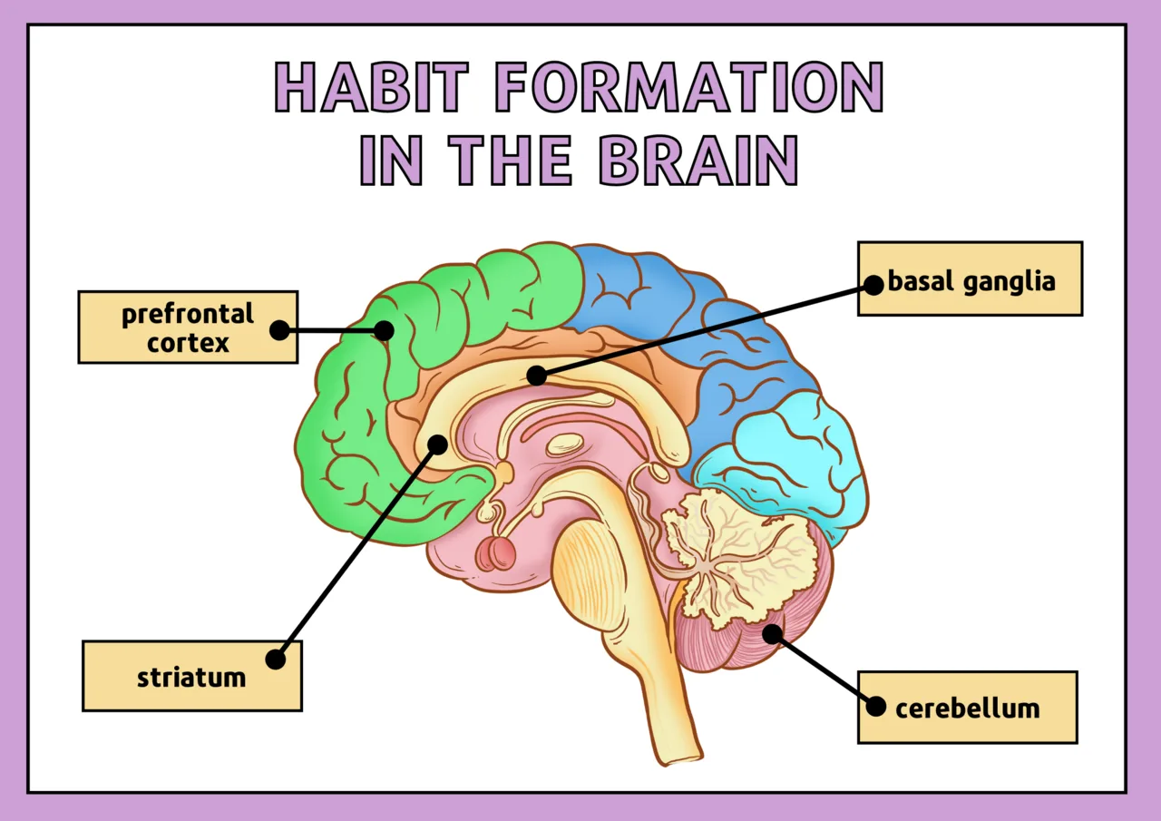 Habit Formation: The Science of Change and Development