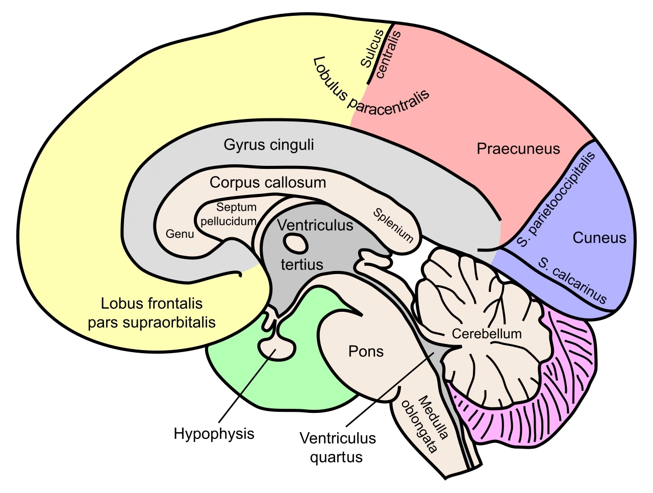 The Brain's Response to Trauma: Insights and Findings