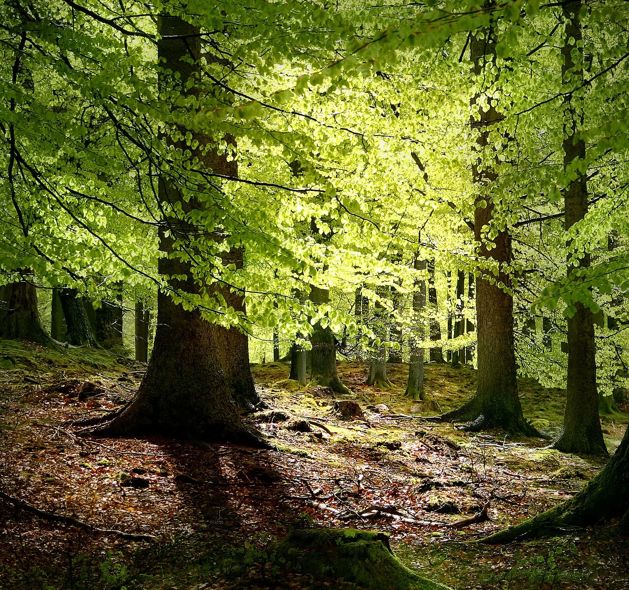 Ecology: The Science of Life and Interconnections