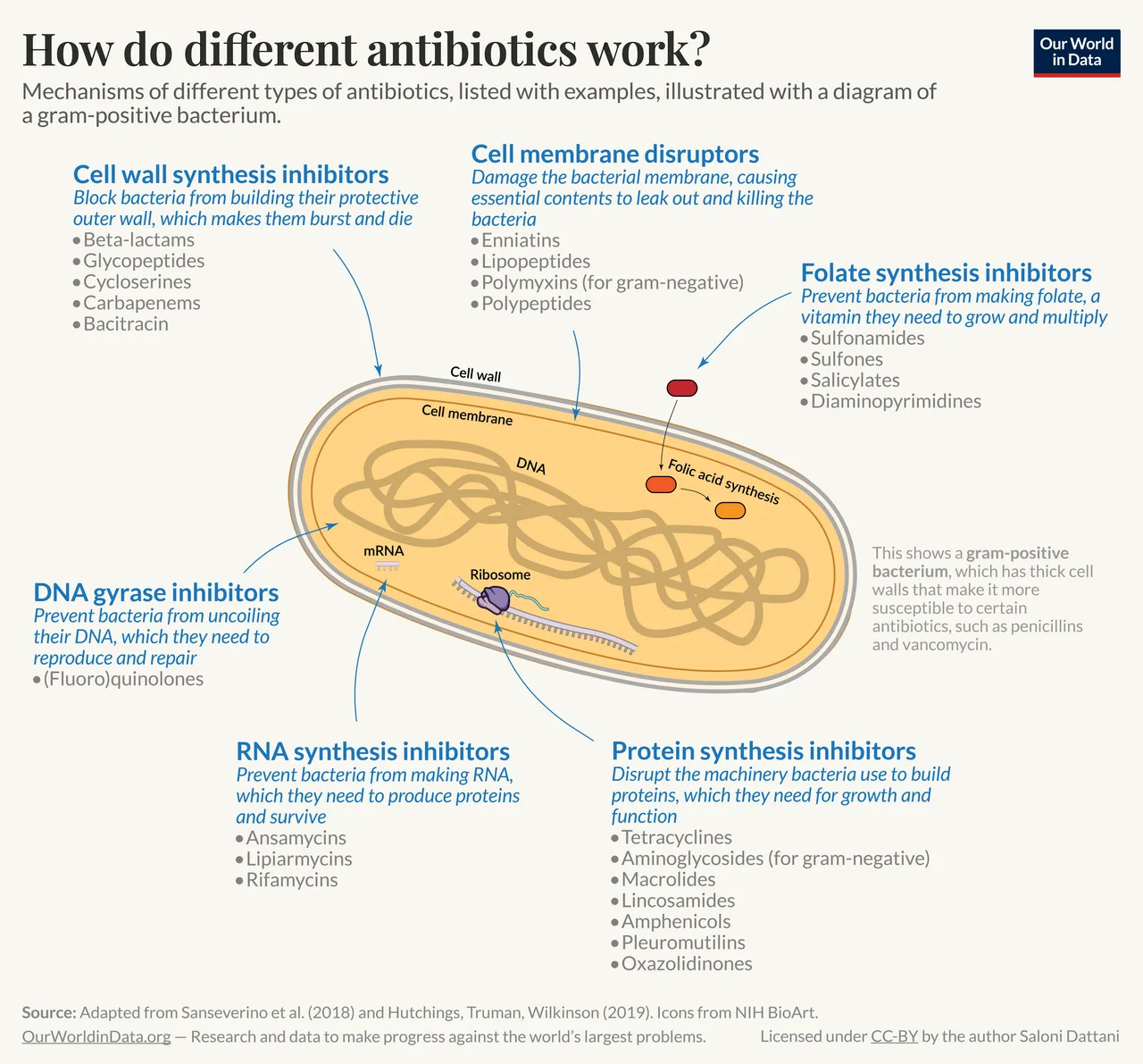 How Antibiotics Work: Mechanisms and Resistance Explained