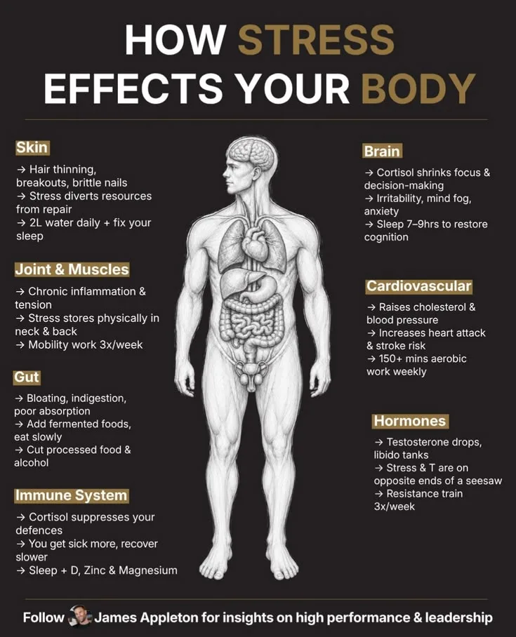 How Stress Damages the Body: The Biology of Chronic Stress