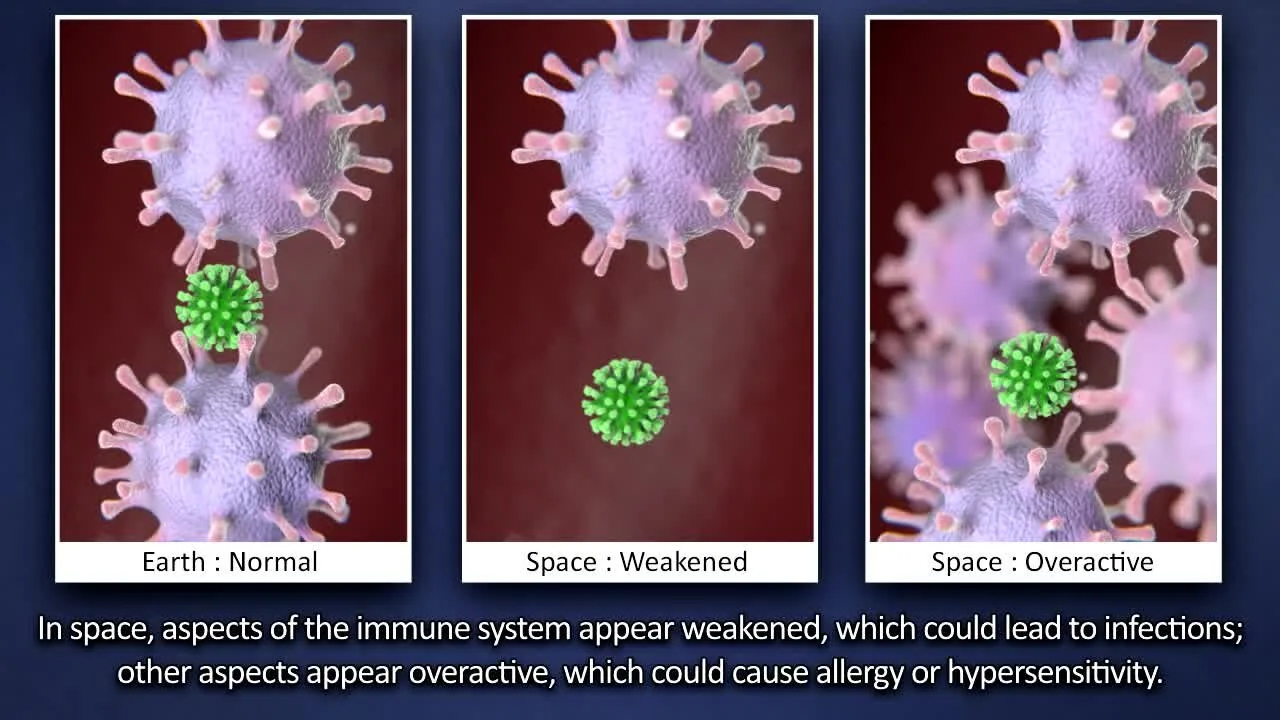 How the Immune System Learns: Memory and Vaccines