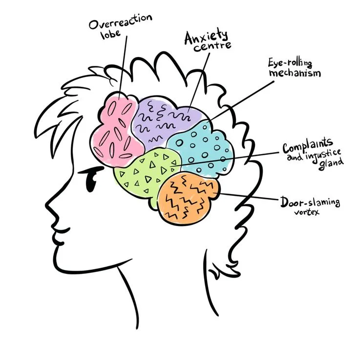 How the Teenage Brain Works: Neuroscience Insights