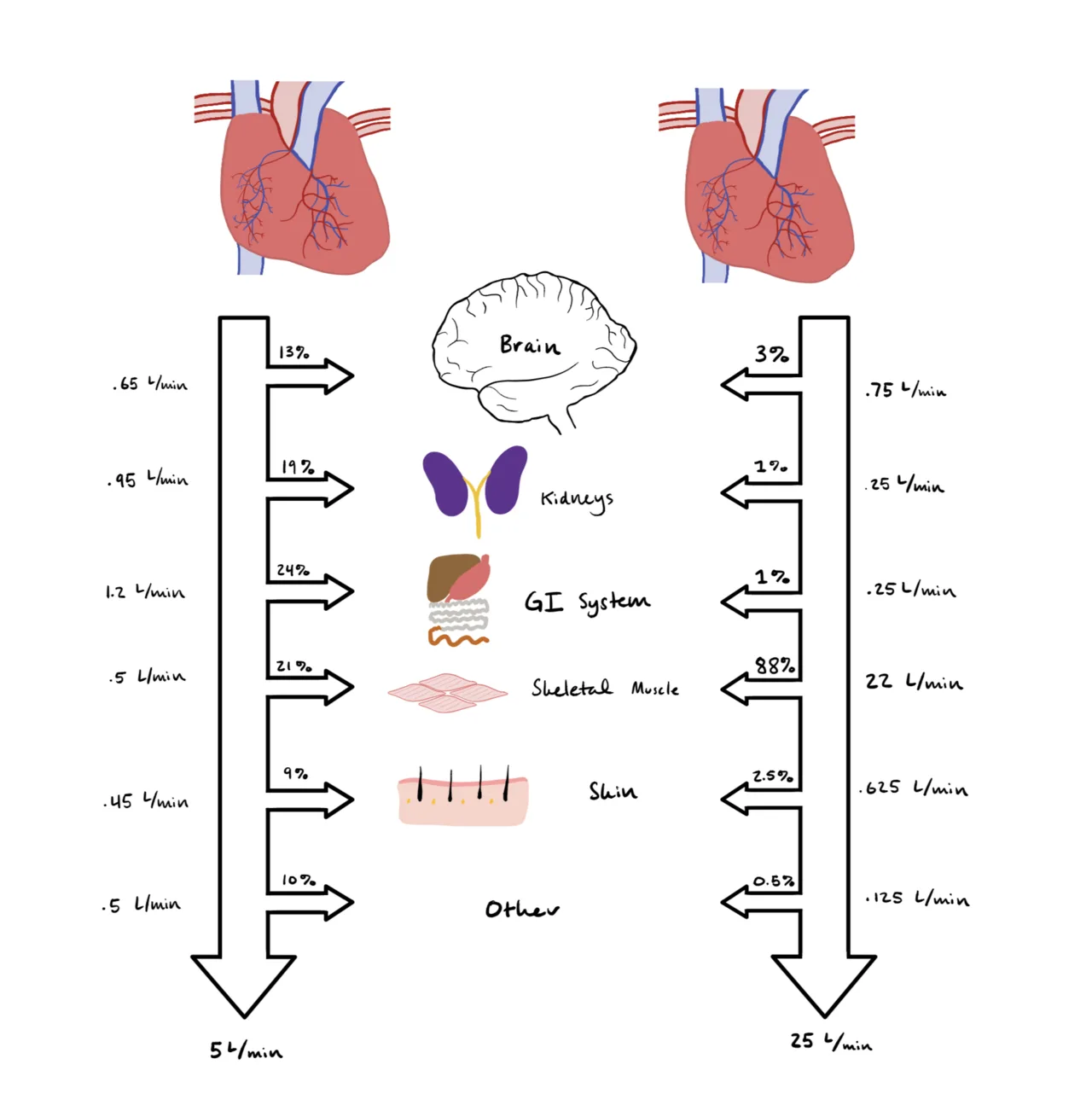 The Physiological Changes During Exercise