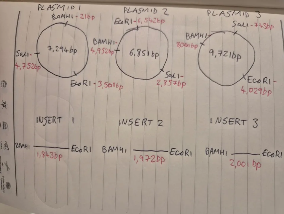 Molecular Biology: Genetic Information Flow Explained