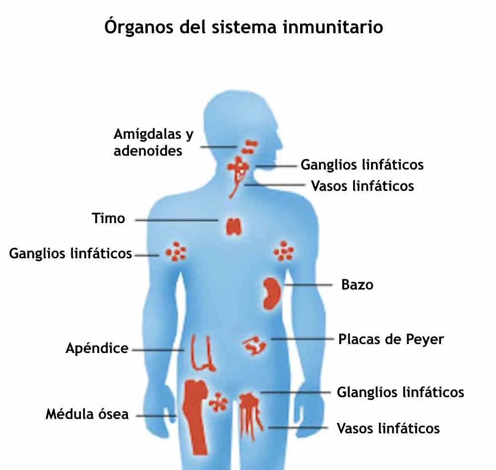 The Immune System: Your Body's Defense Mechanism