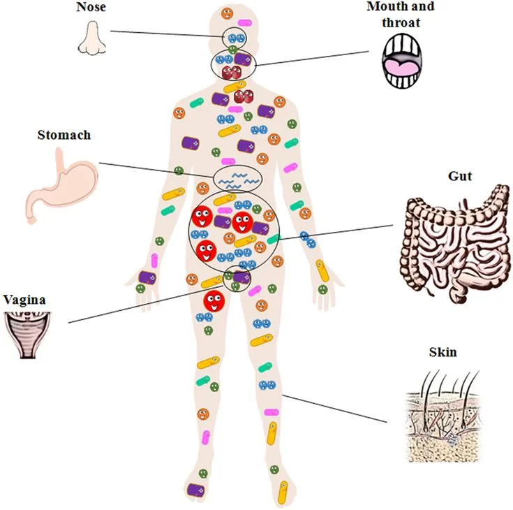 Exploring the Human Microbiome and Its Importance