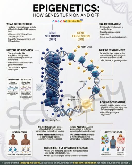 How Epigenetics Functions: Gene Regulation and Experience