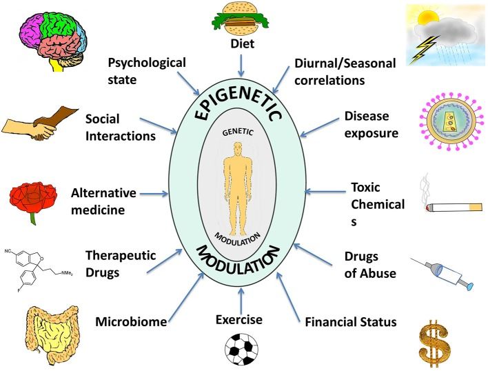How Epigenetics Functions: Gene Regulation and Experience