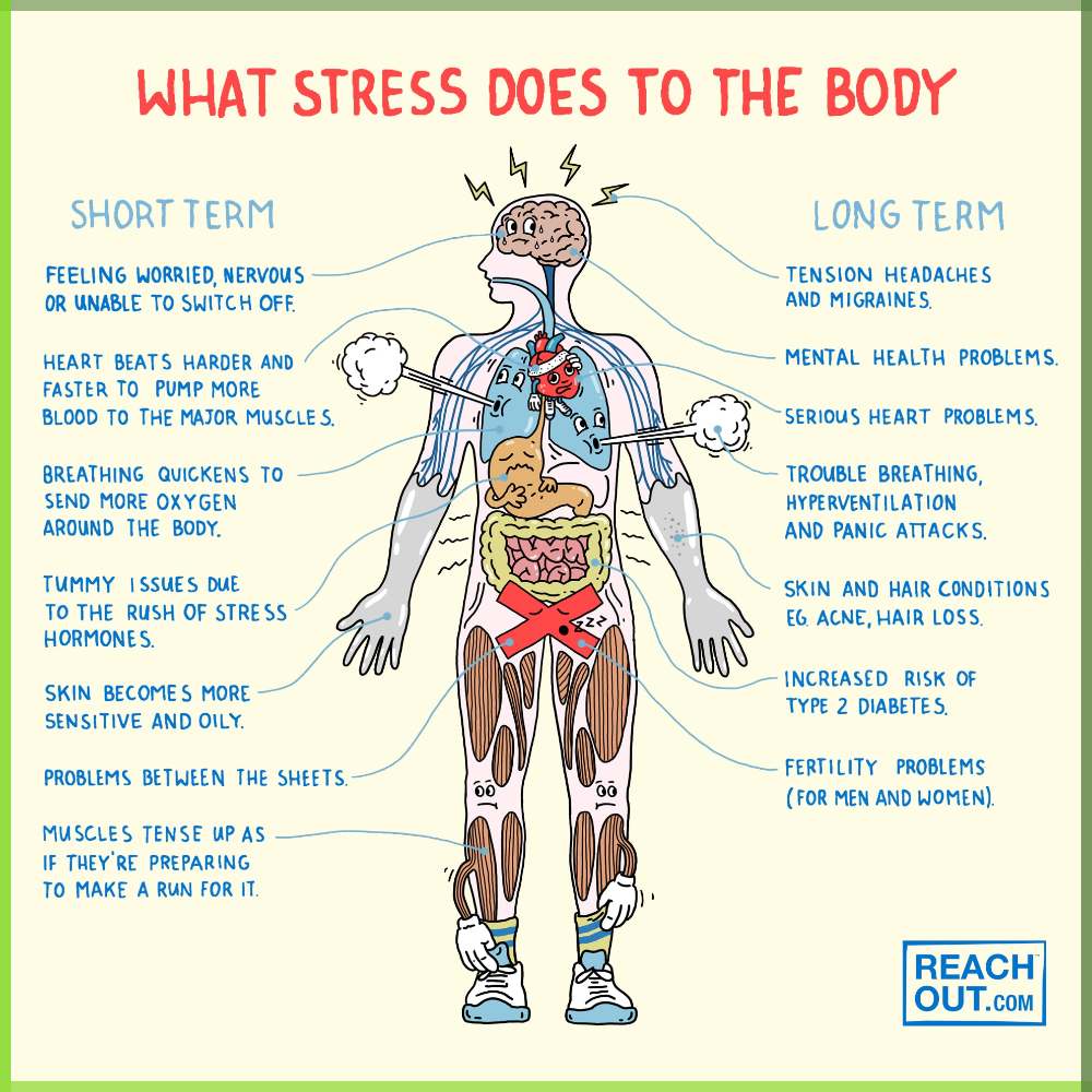 How Stress Damages the Body: The Biology of Chronic Stress