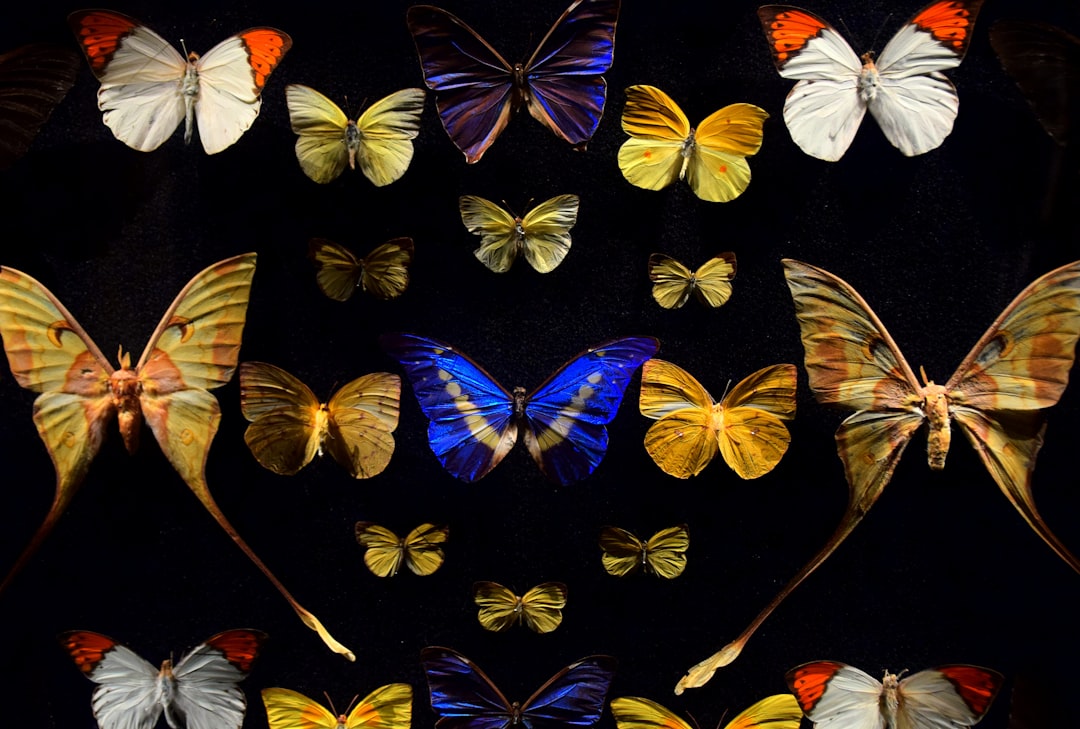 What Is the Butterfly Effect: Chaos Theory Explained