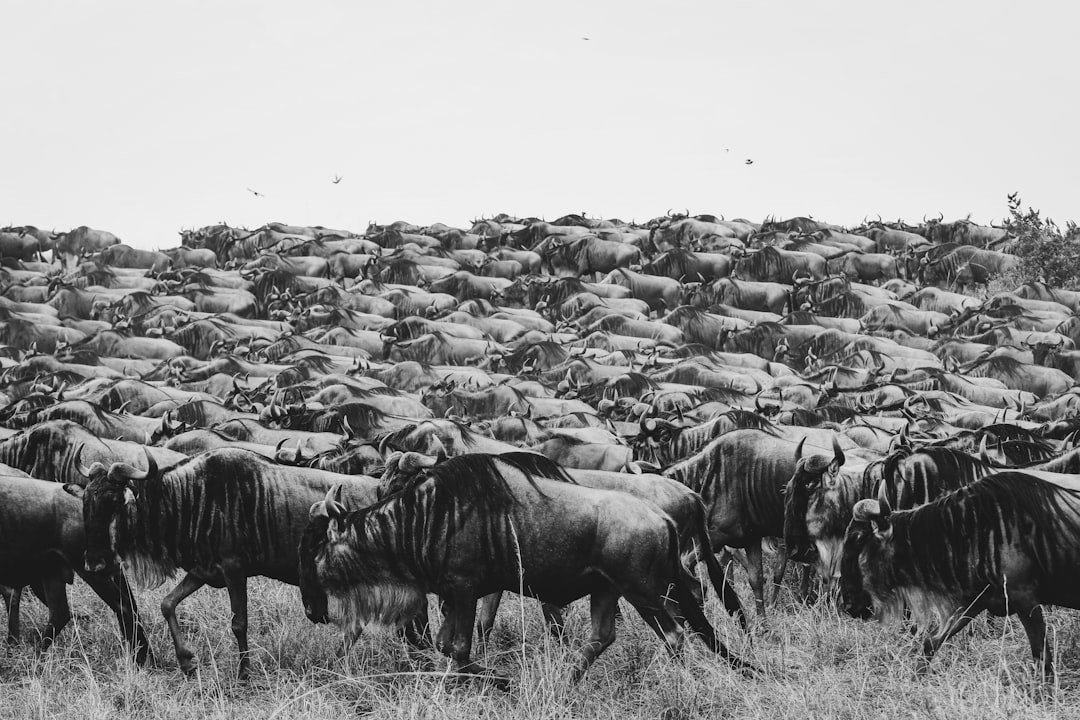 What Is the Herd Mentality: Why People Follow the Crowd