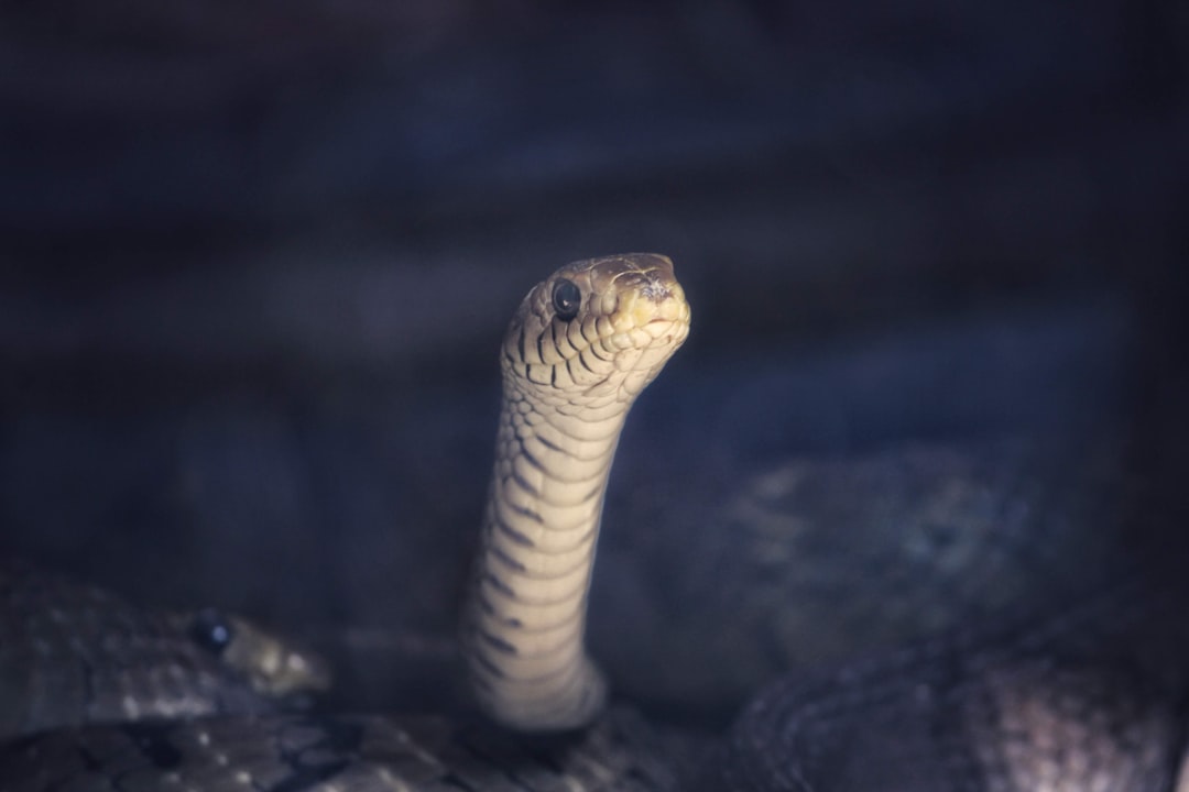 What Is the Cobra Effect in Healthcare: When Treatment Creates Harm