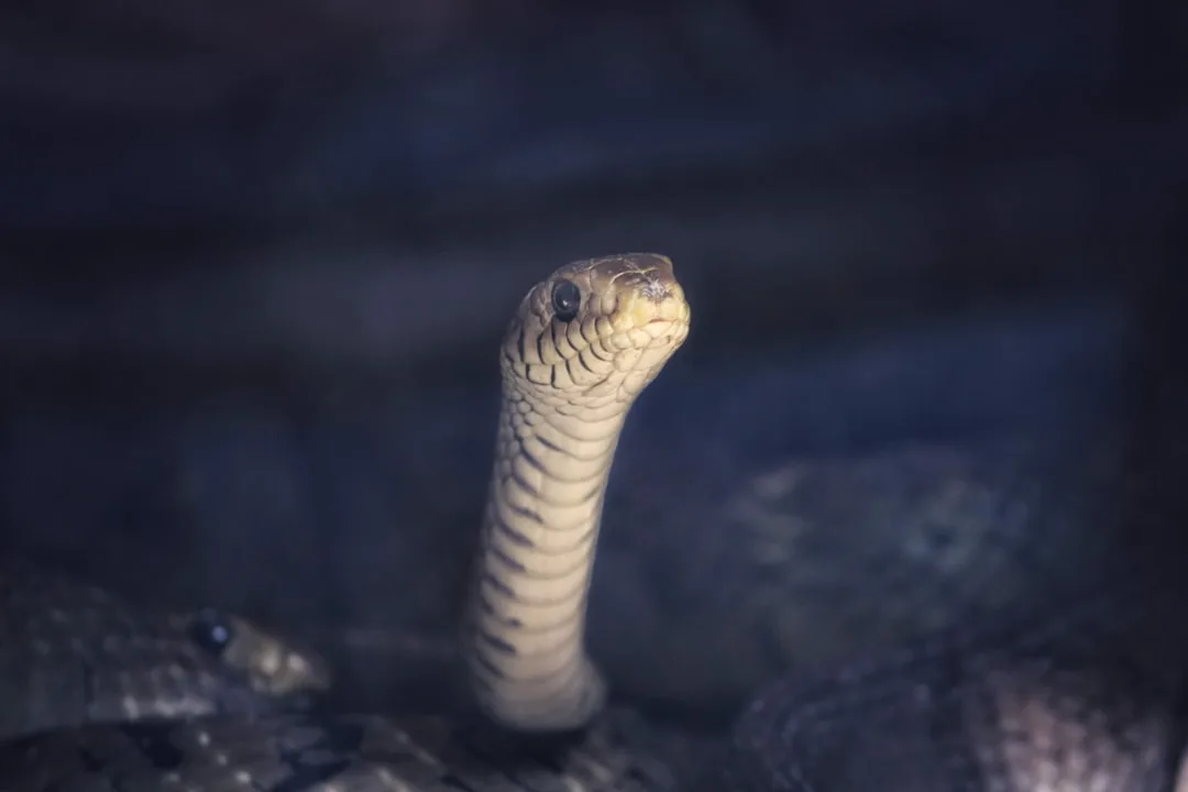 The Cobra Effect in Healthcare: Treatment and Harm
