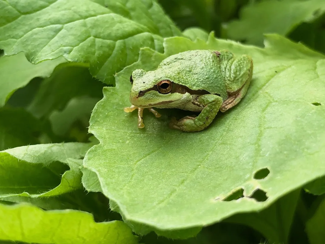 Eat the Frog vs Eisenhower Matrix vs Ivy Lee Method