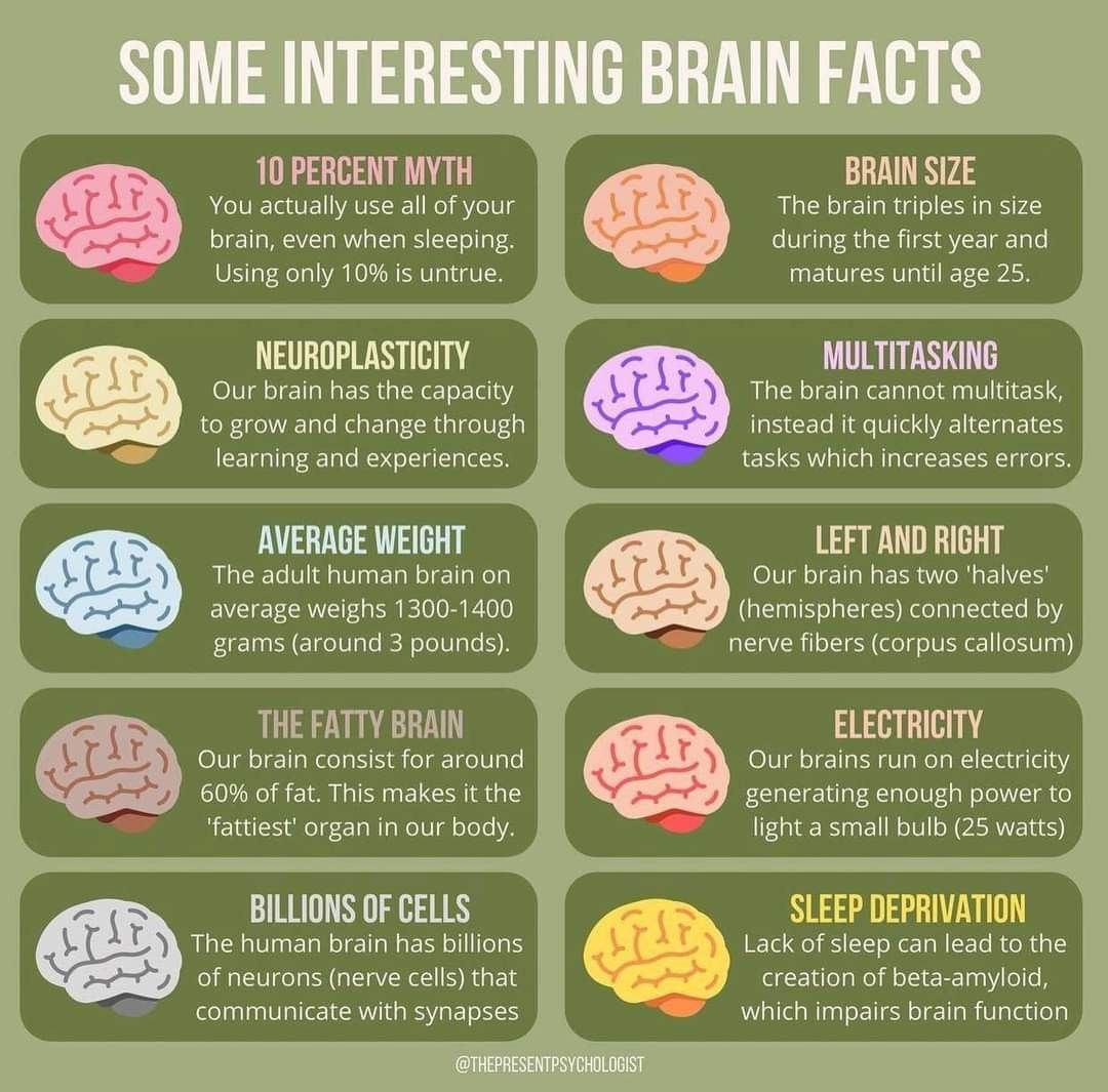 What Is Neuroscience? Exploring the Brain and Its Functions