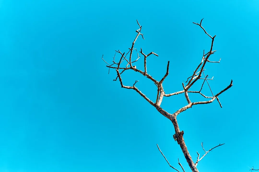 Decision Trees: Visualizing Choices and Their Outcomes