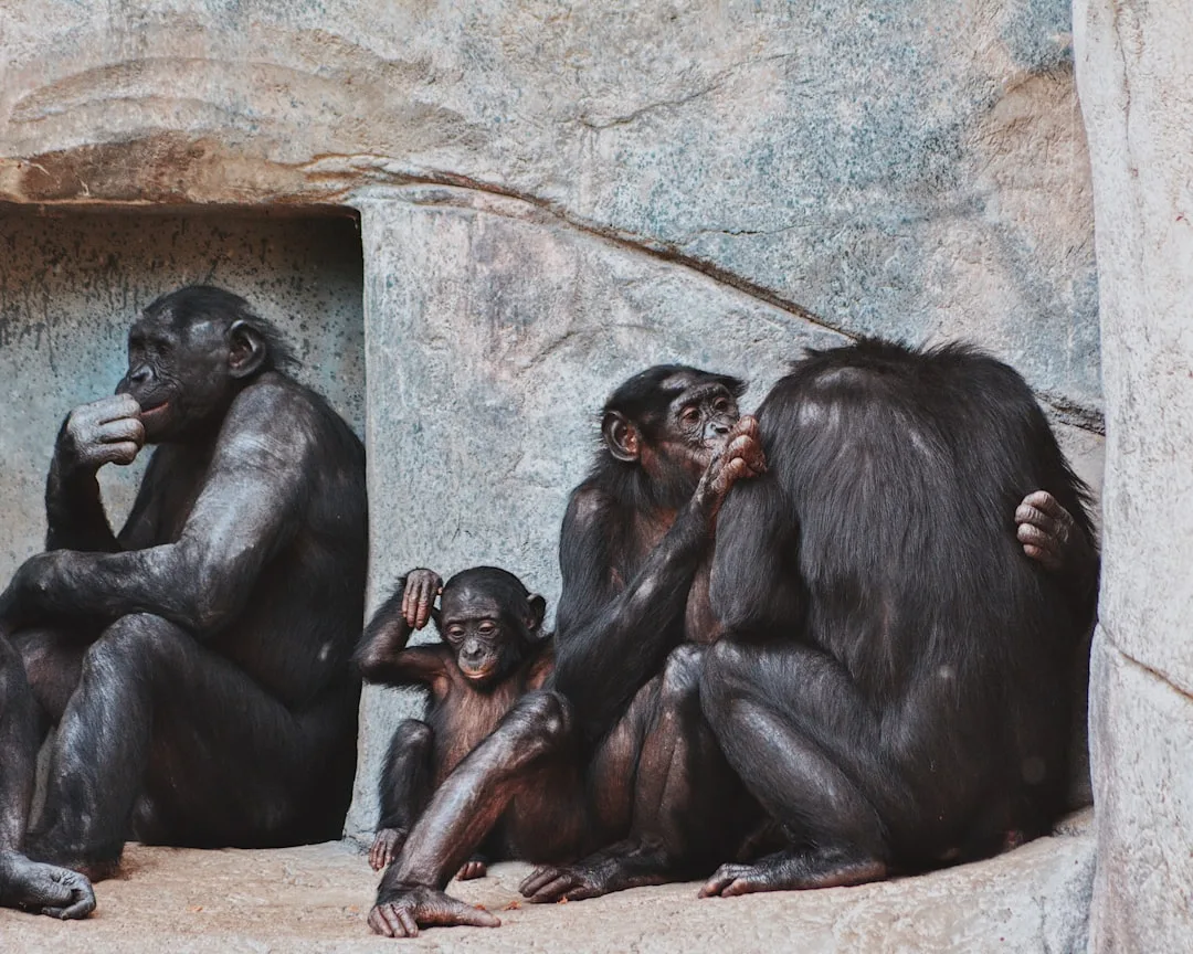 In-Group Bias: The Psychology of Group Favoritism