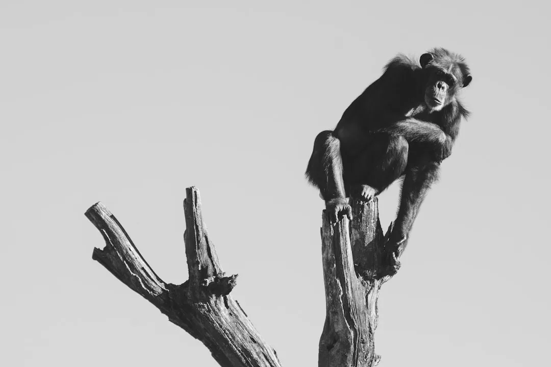 What Is Evolutionary Psychology and Its Debates