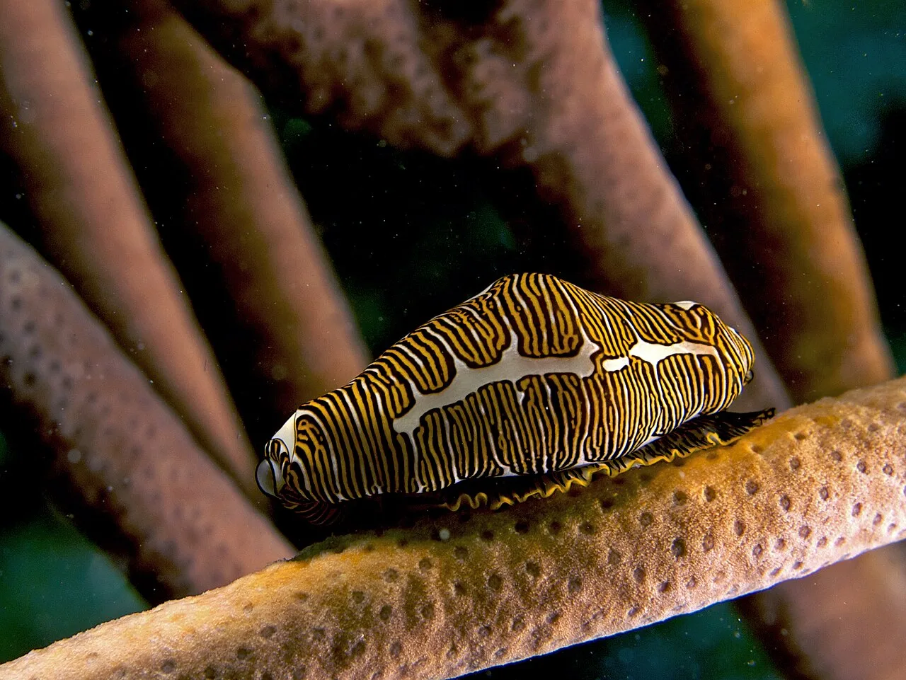 Marine Biologist: Daily Duties and Salaries Explained